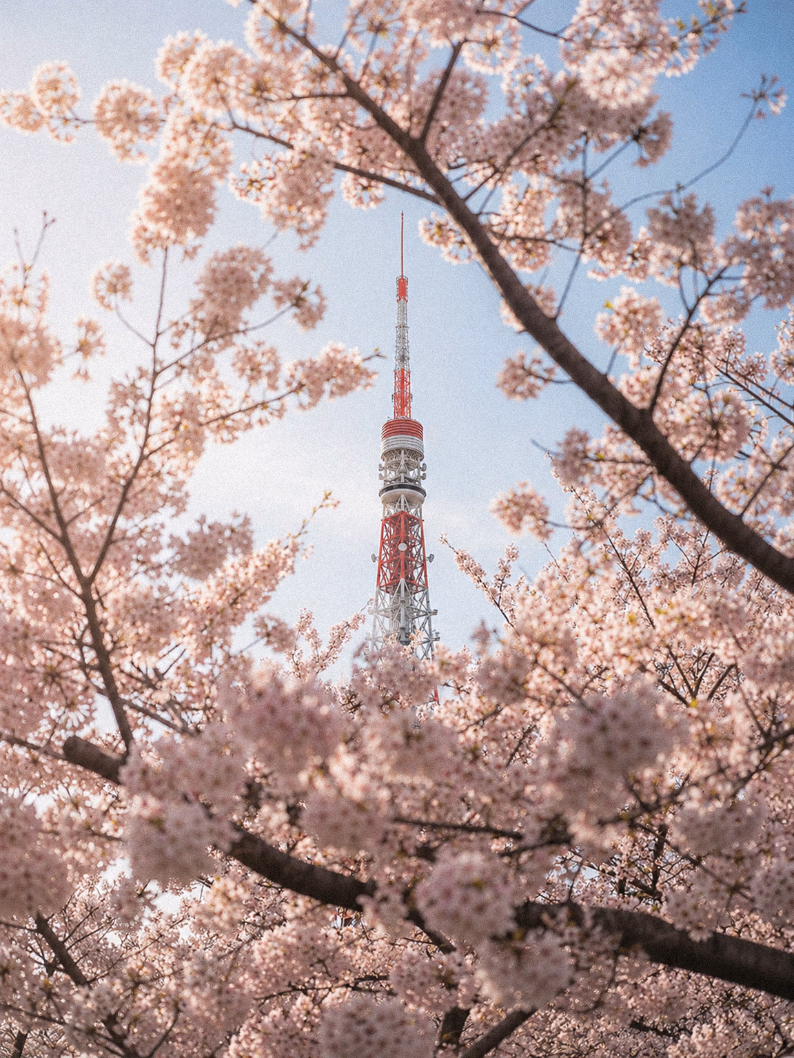 Tokyo Tower framed by pale cherry blossoms