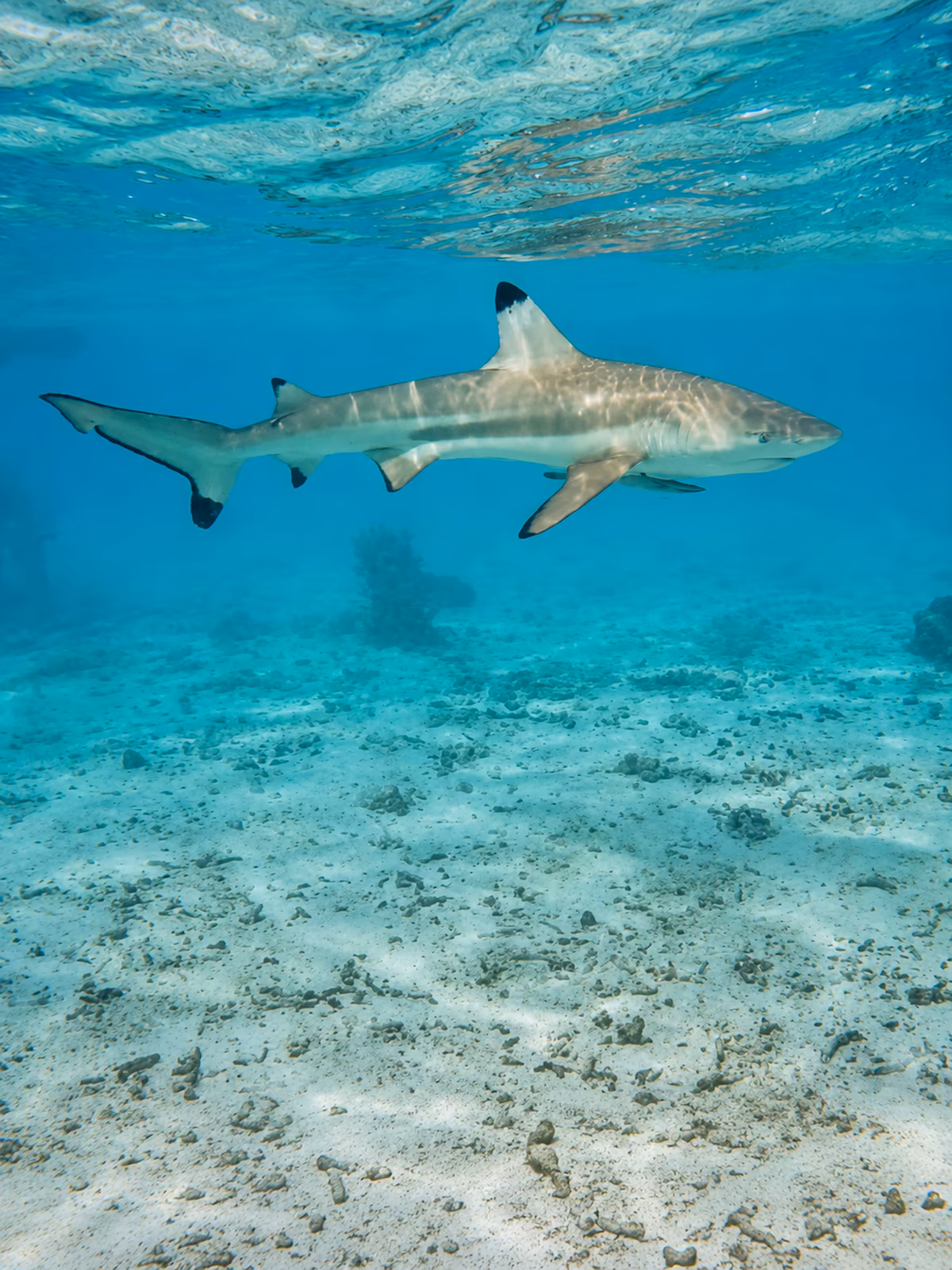 A blacktip reef shark crossing clear Bora Bora water