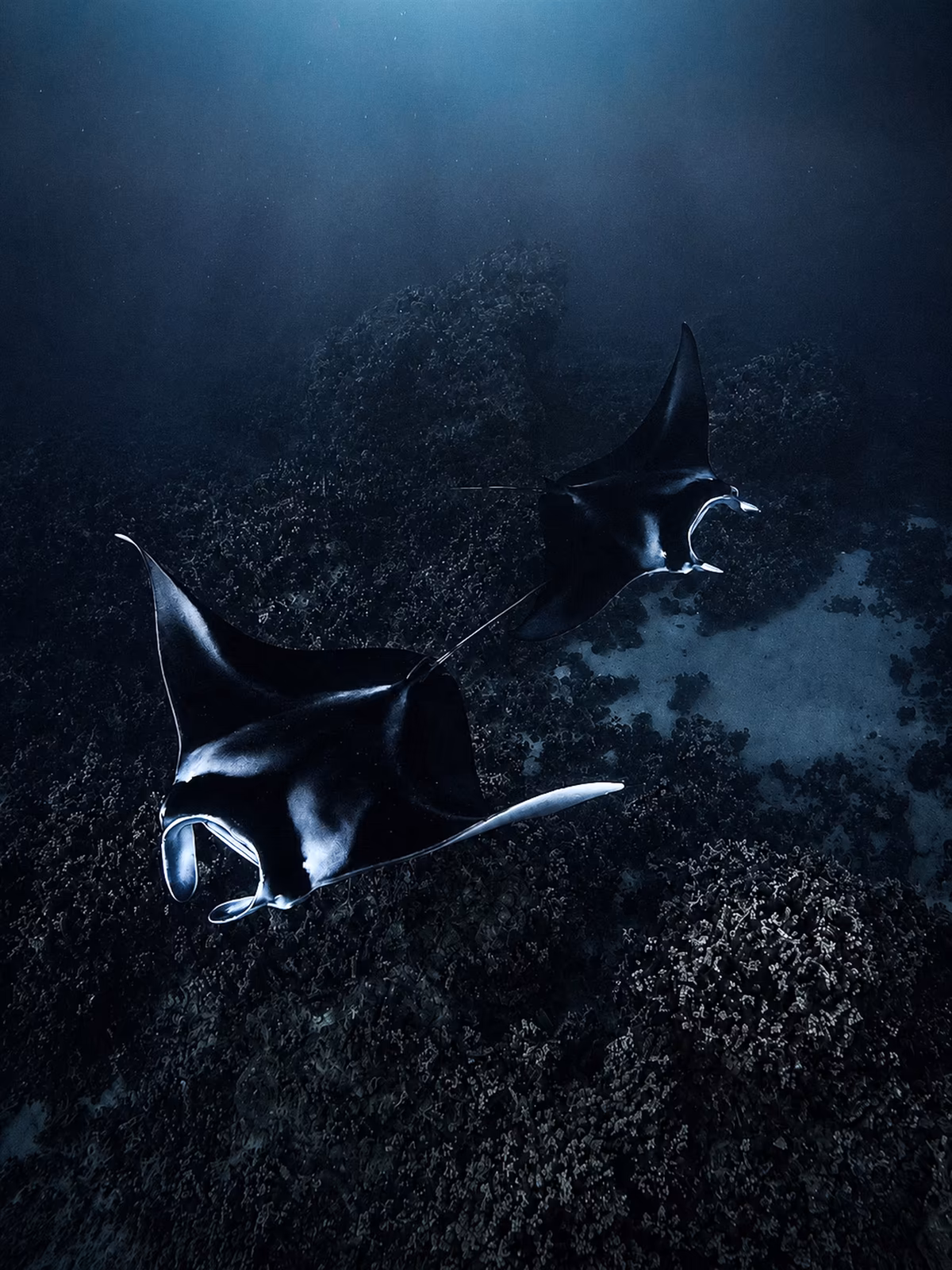 Two manta rays gliding above a dark Bora Bora reef