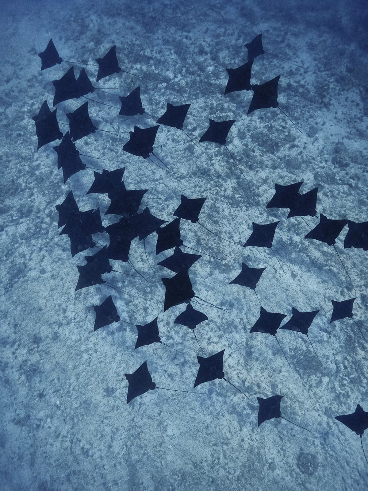 A school of rays seen from above in Bora Bora
