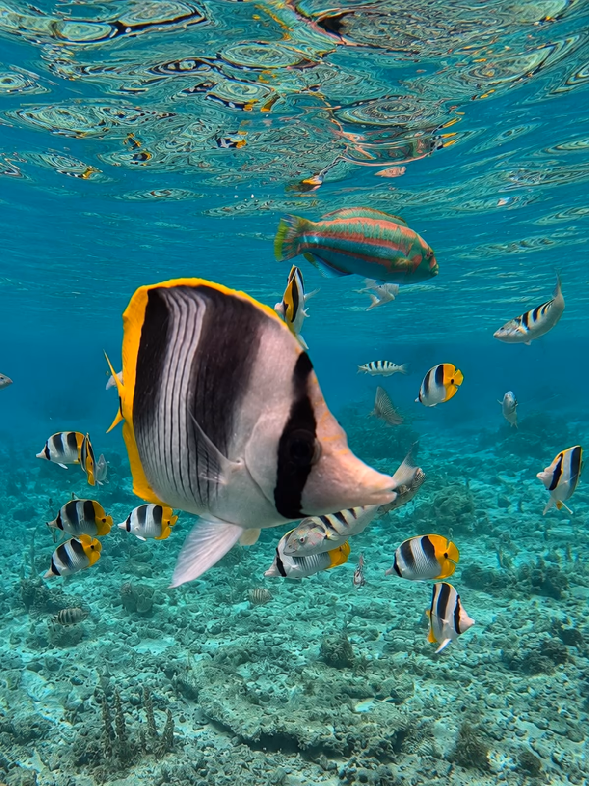 Colourful reef fish beneath the Bora Bora lagoon surface