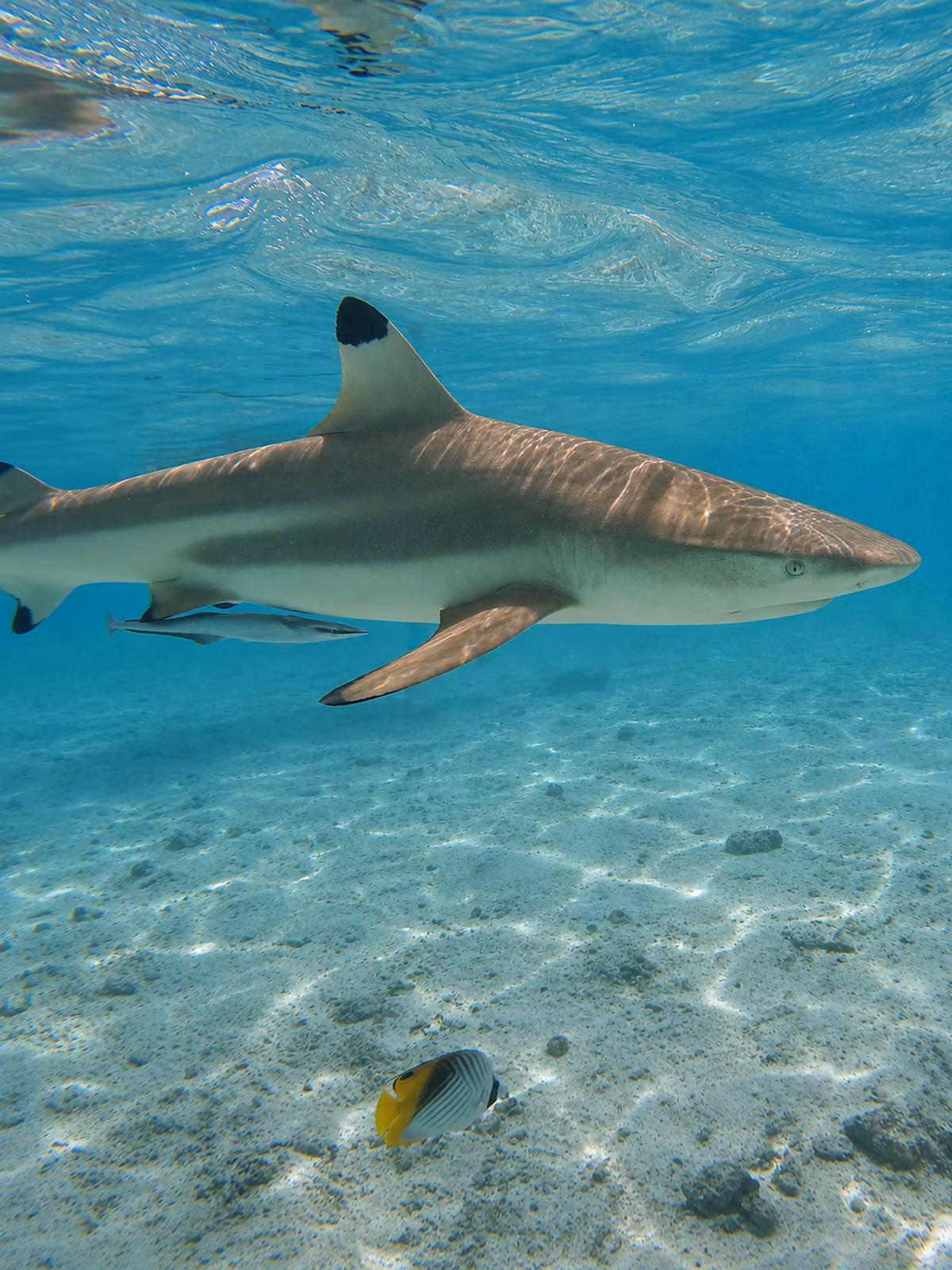 A blacktip reef shark moving through clear Huahine water