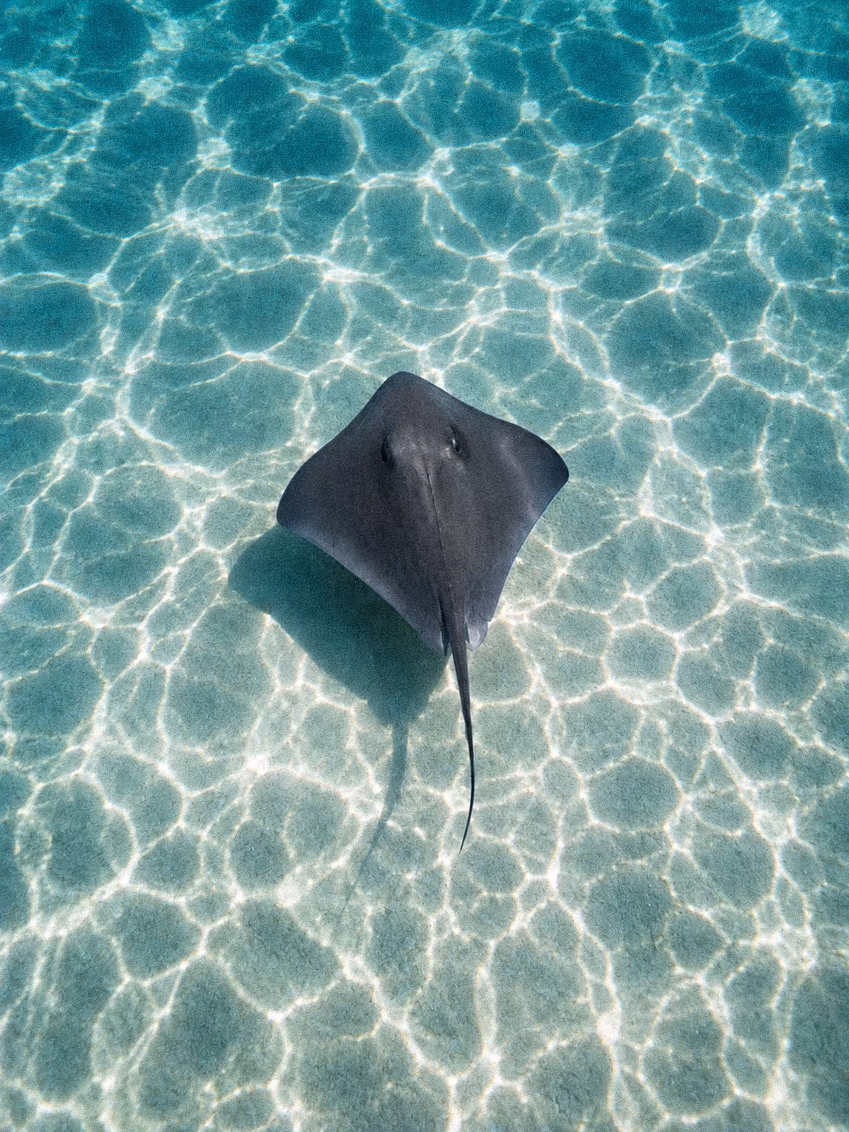 A ray moving above pale lagoon sand in Moorea
