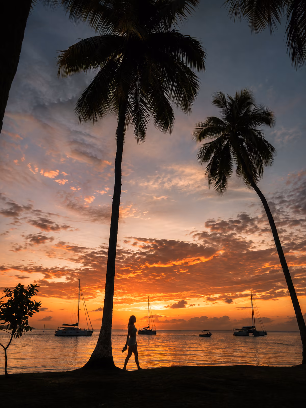 Palm silhouettes and sailing boats at sunset in Moorea
