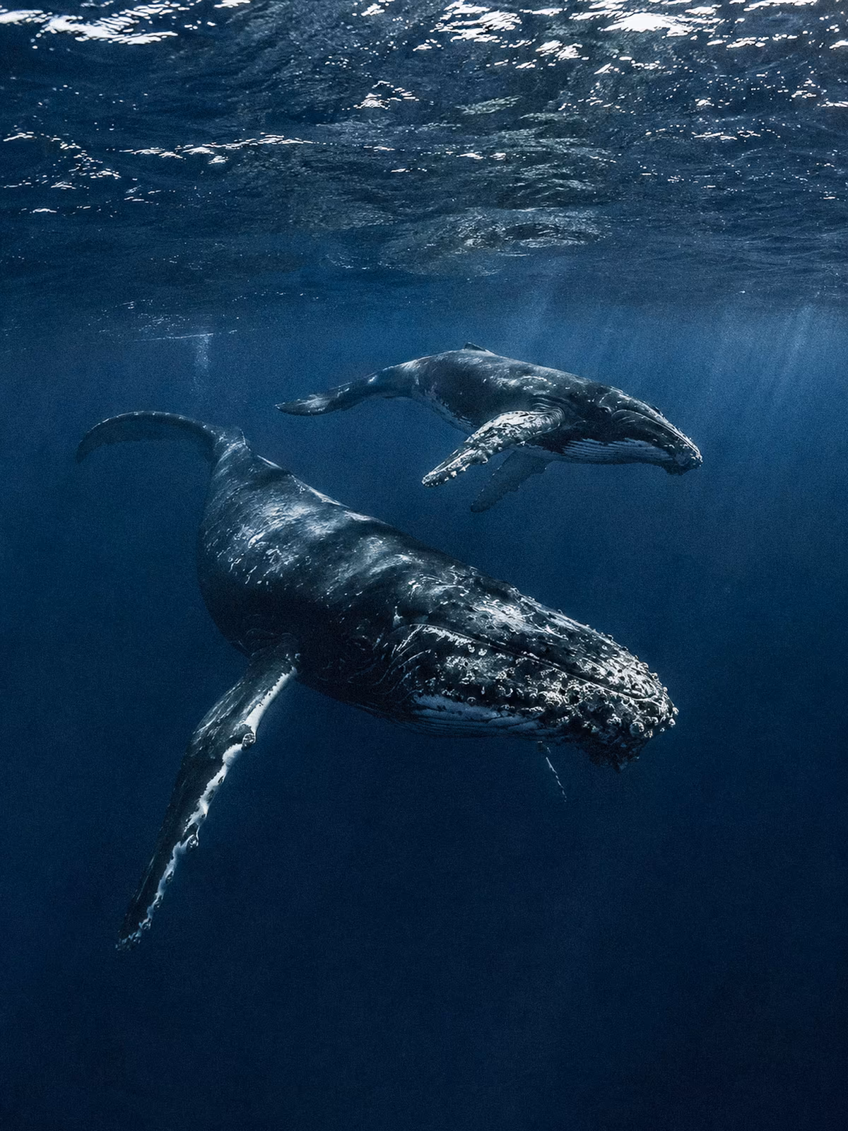 Two humpback whales moving through deep blue water near Moorea
