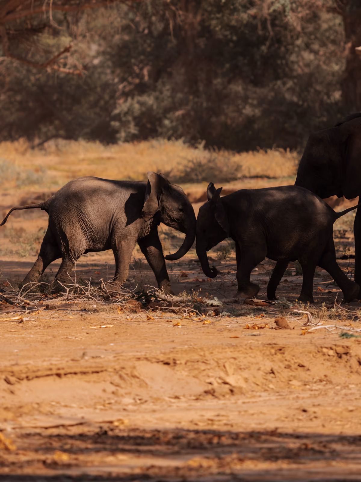 Desert elephants crossing a dry Damaraland landscape