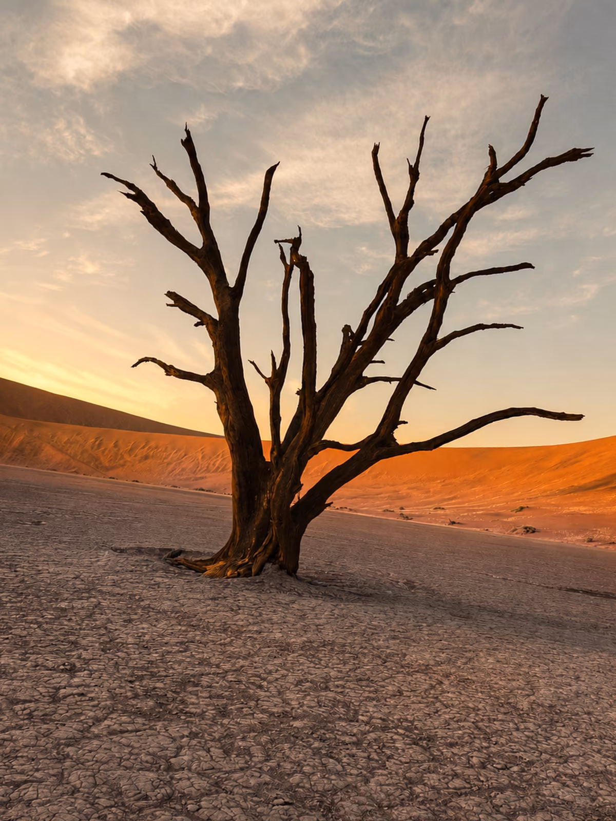 Dark camel thorn trees rising from the pale Deadvlei clay pan