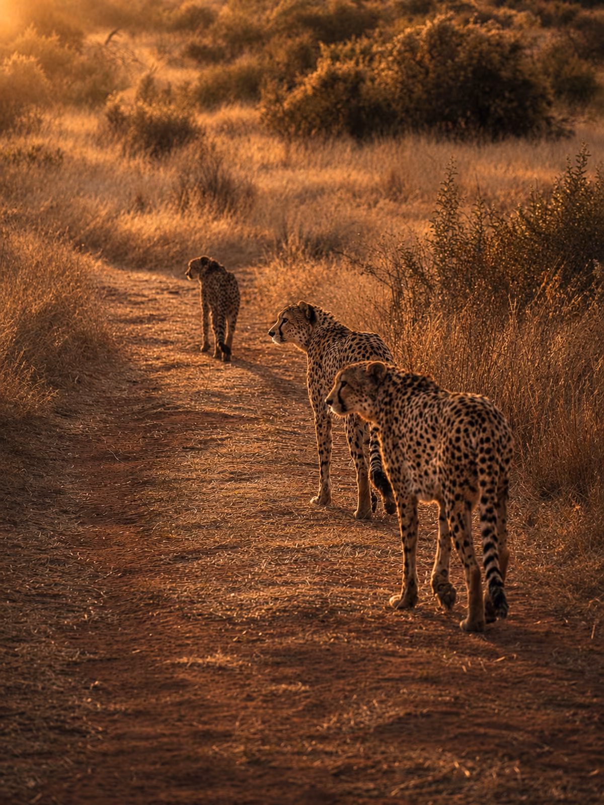 Cheetahs resting in the open Etosha landscape