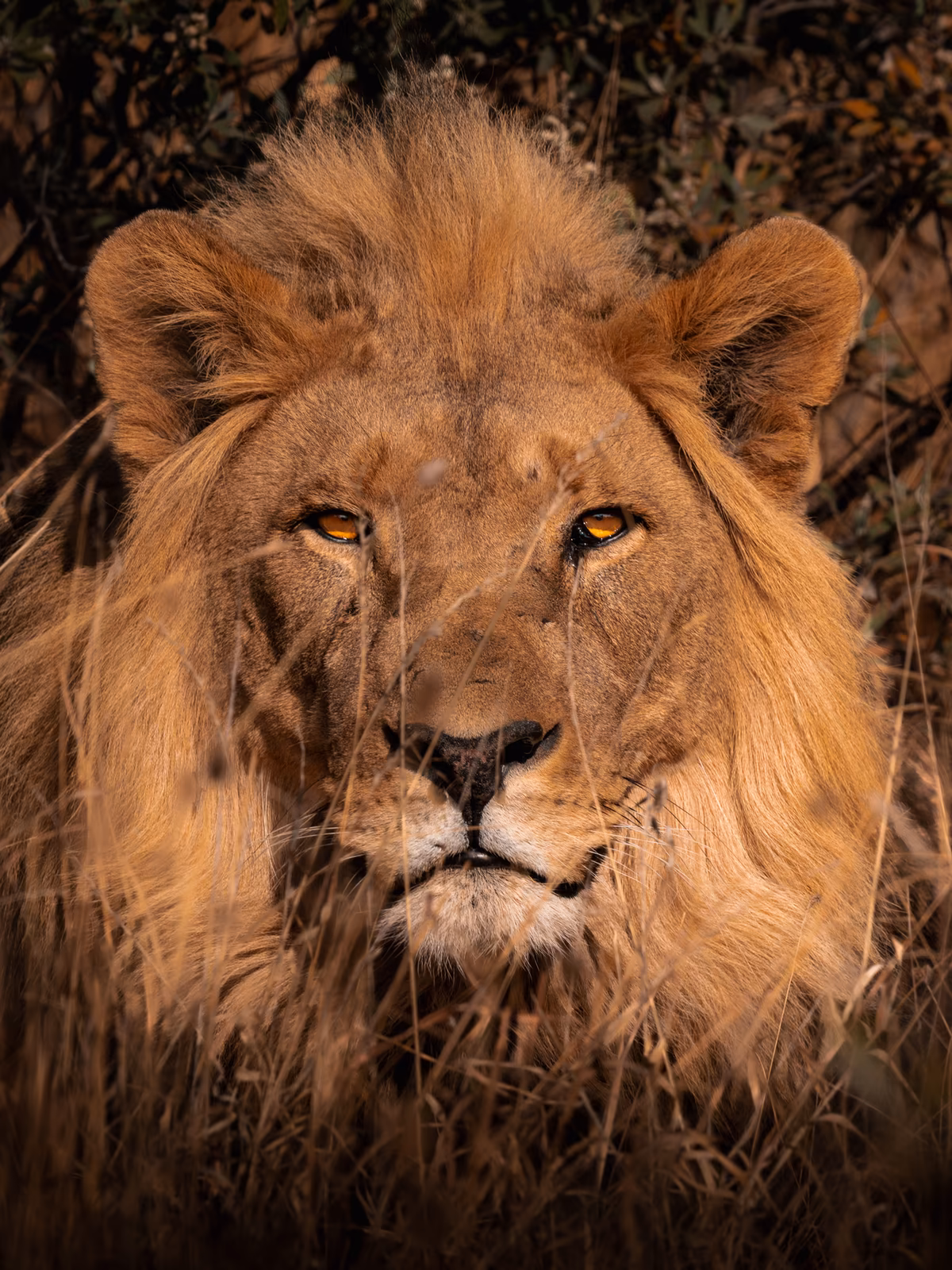 An elephant moving through the dry Etosha landscape