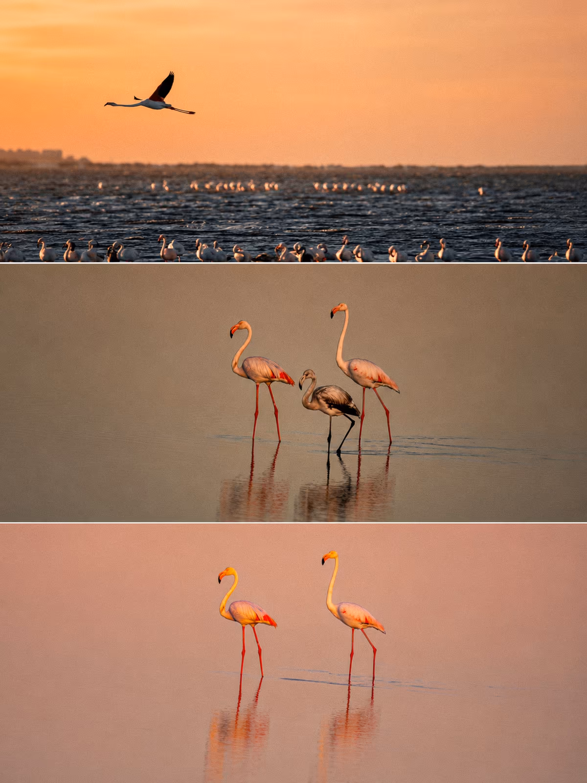 A photographic study of the Atlantic landscape around Walvis Bay