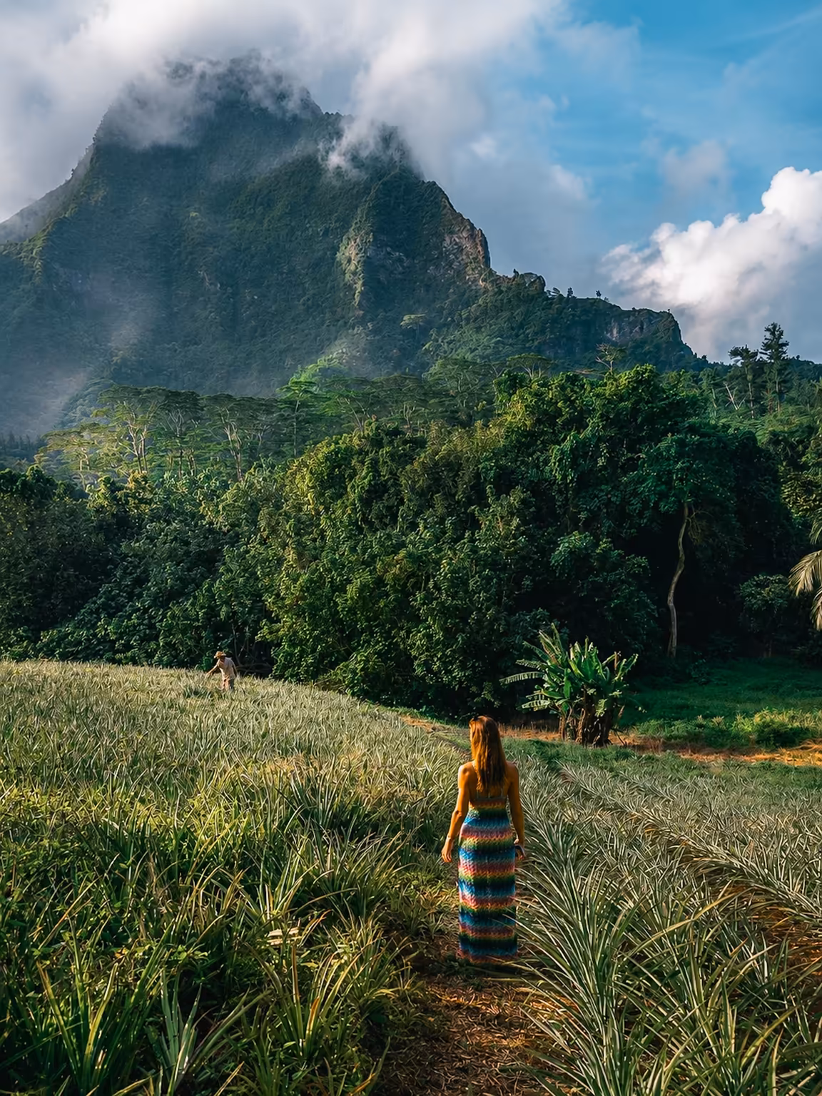 Mountain landscape rising above a tropical field, Moody Forest